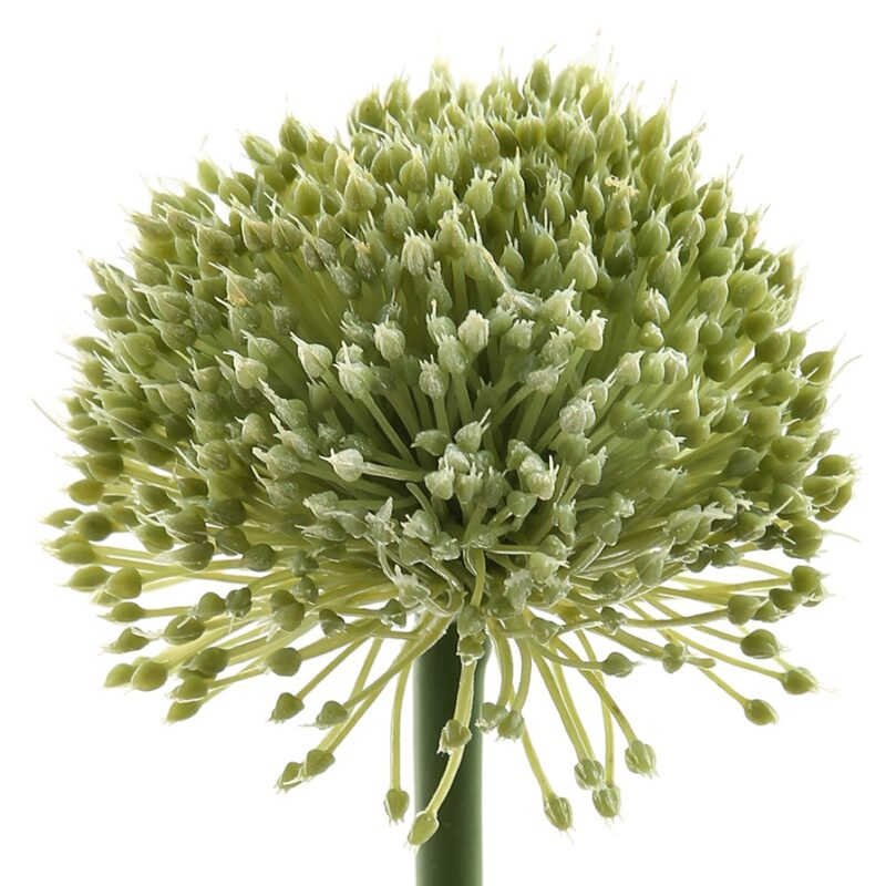 The best Allium, Nerine and Agapanthus - All I Am