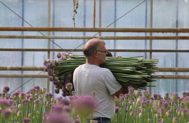 What is the size of an Allium?