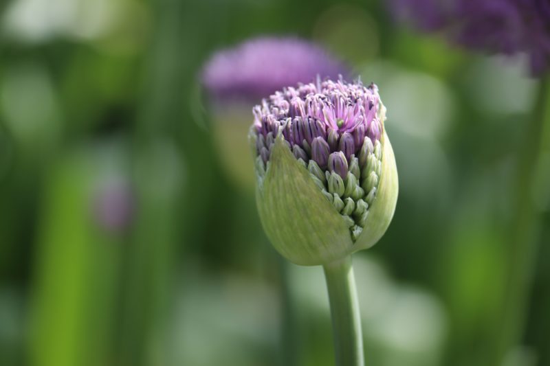 Fresh from the field, headed for a vase near you.