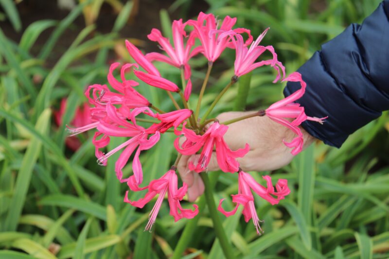 They’re back: Nerines!