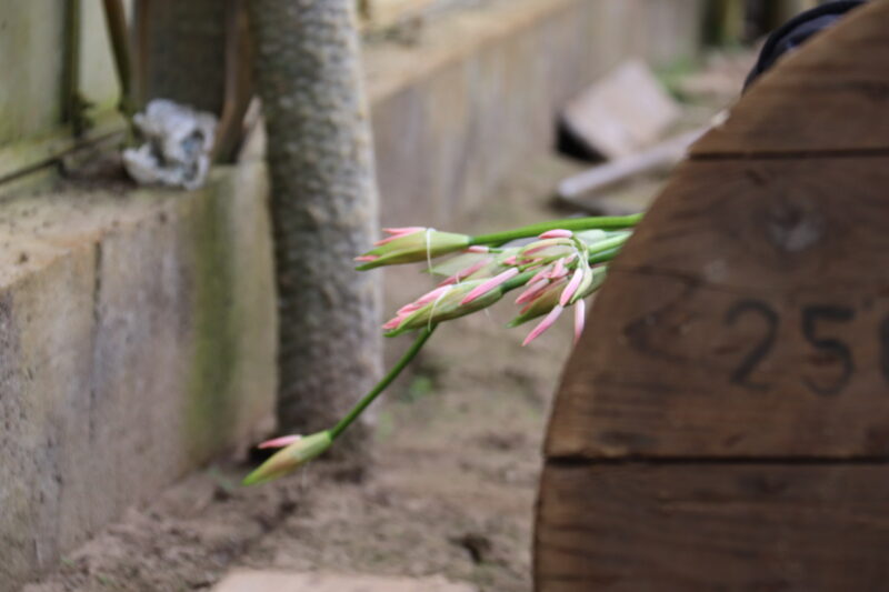 The best Allium, Nerine and Agapanthus