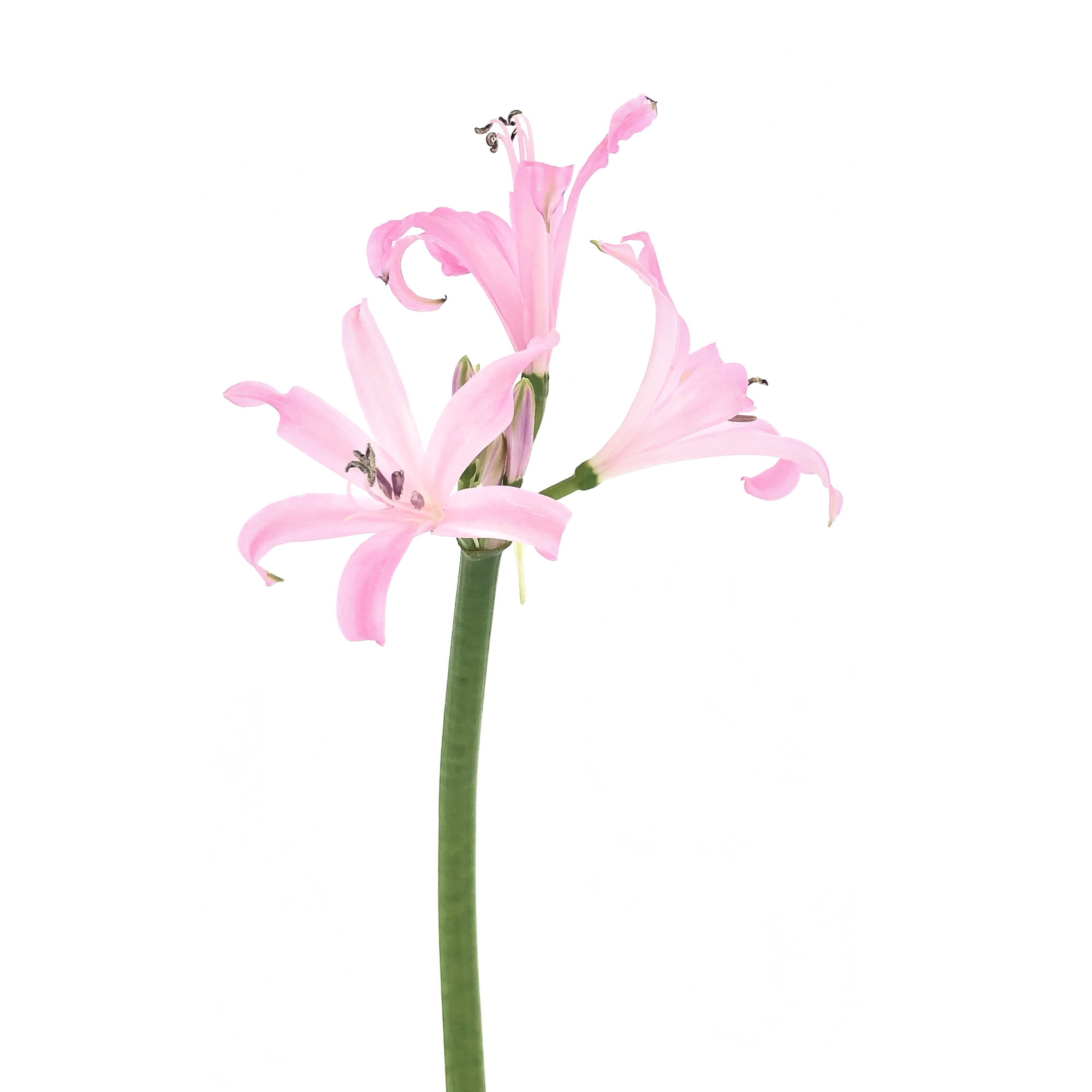 Nerine Mechanique