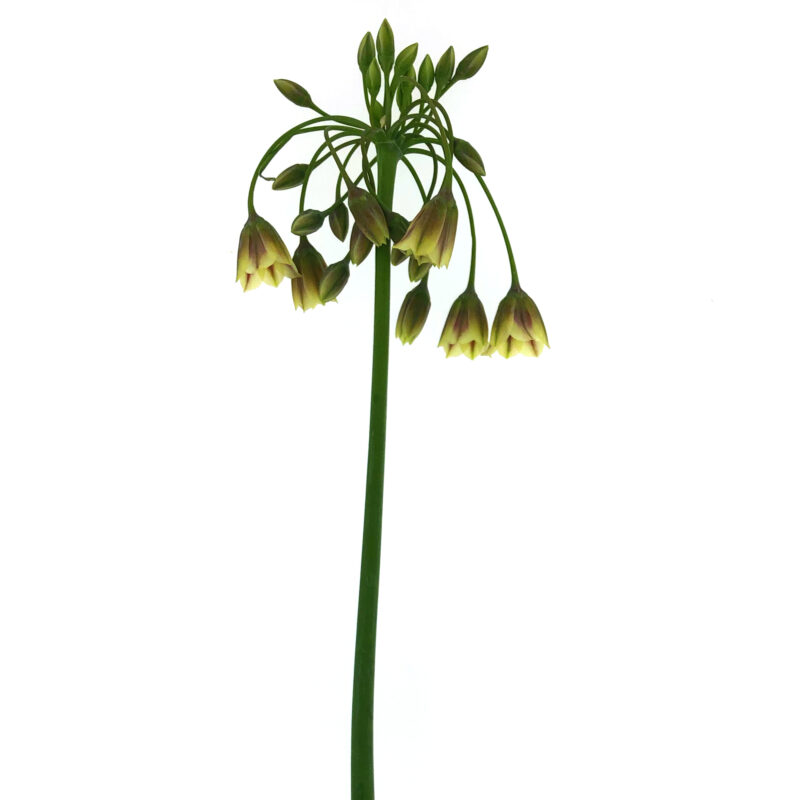 Nectaroscordum Siculum