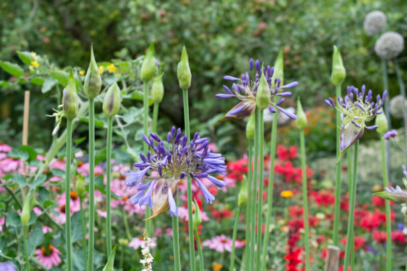 Agapanthus in the spotlight