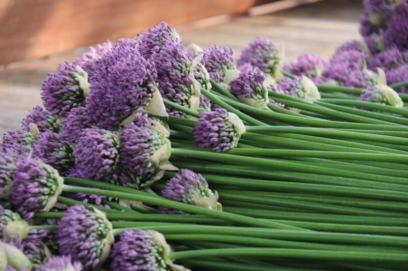 Ode to the Allium