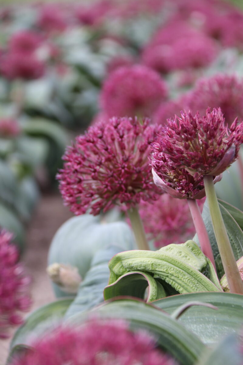 Ode aan de Allium