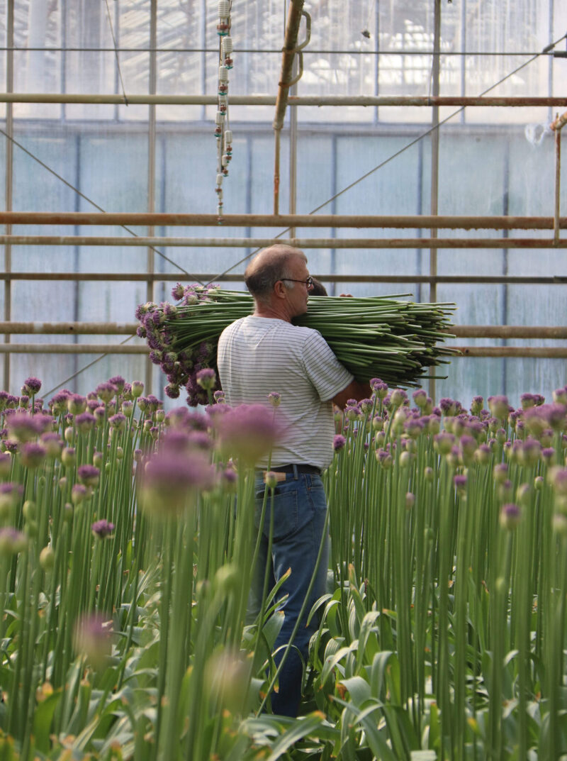 The best Allium, Nerine and Agapanthus