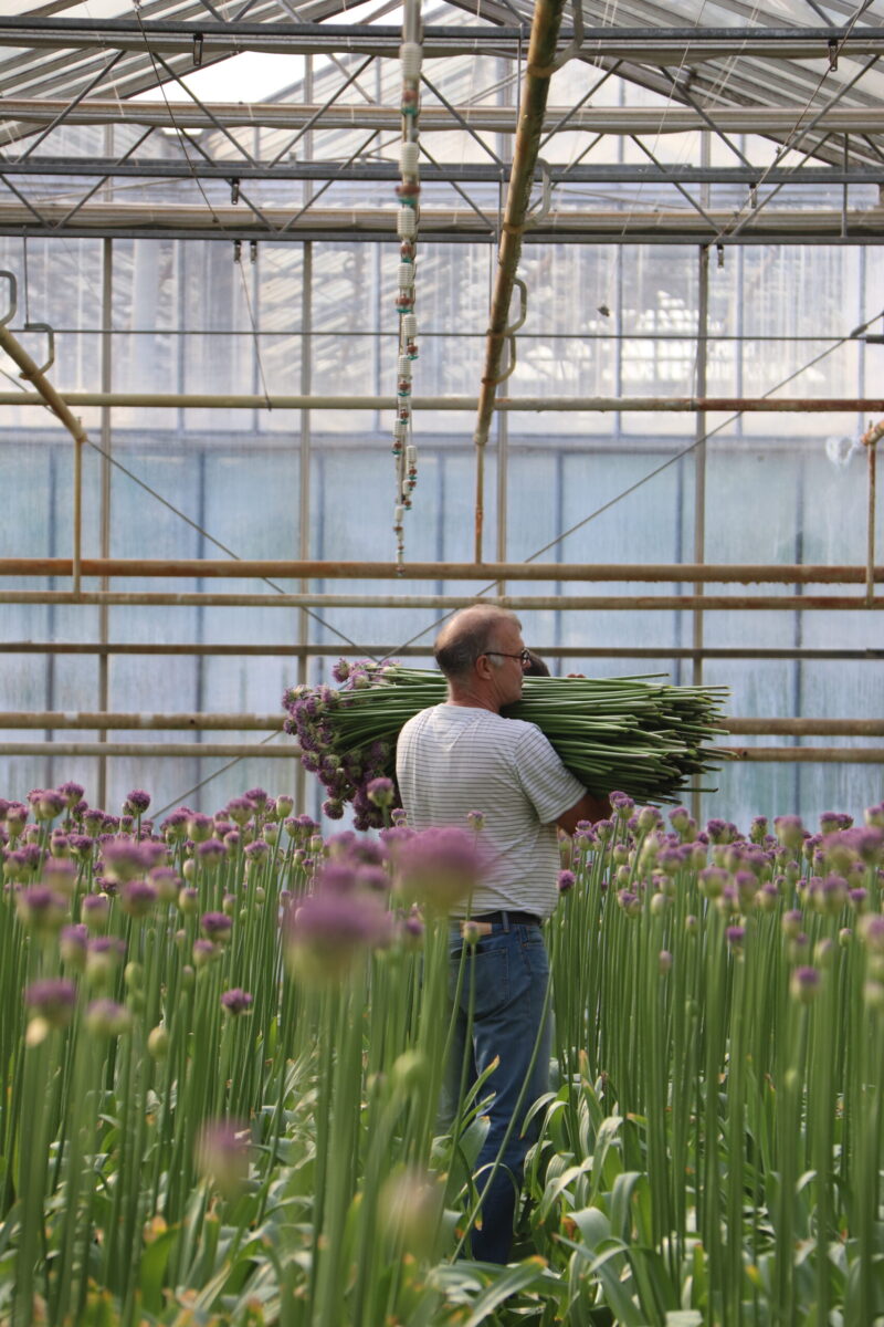 De beste Agapanthus, Allium, Amarine en Nerine