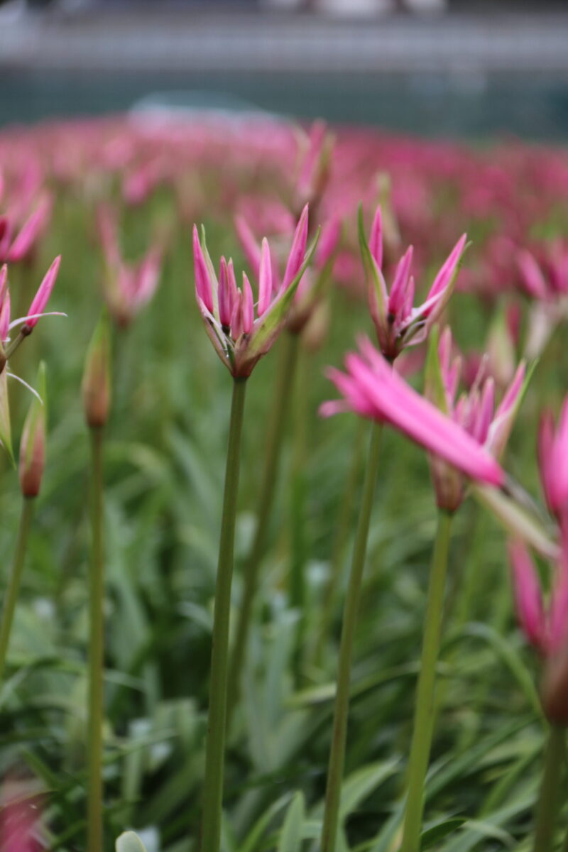 Nerine in de spotlights