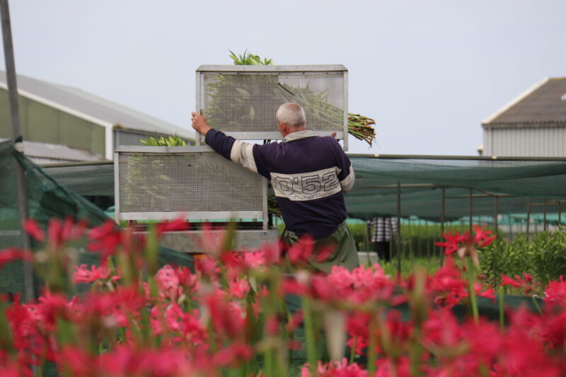 Nerine in the spotlight