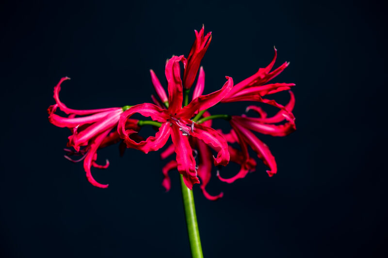 Ze zijn er weer: Nerines!