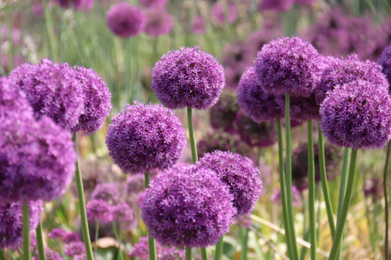 Ode to the Allium