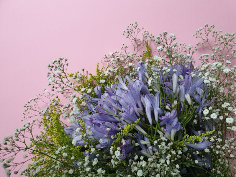 Agapanthus in the spotlight