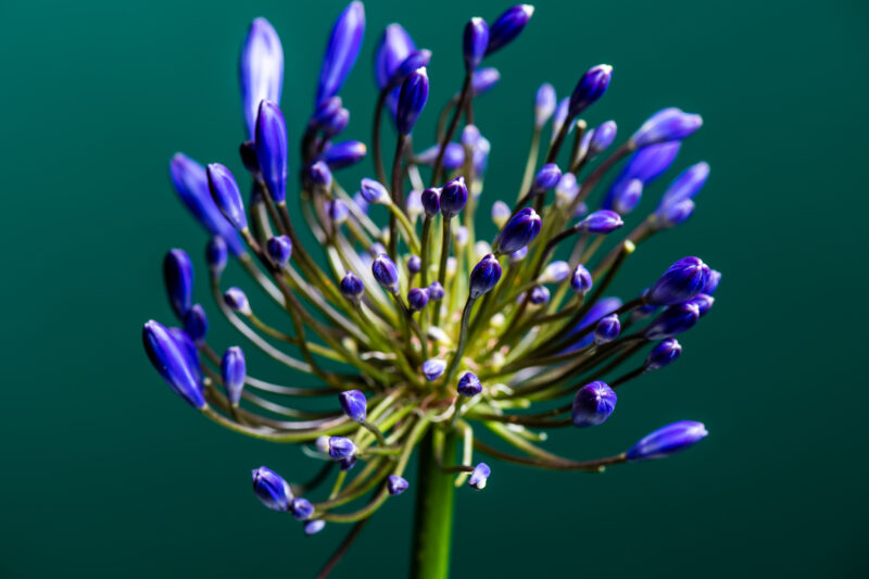 Agapanthus in the spotlight