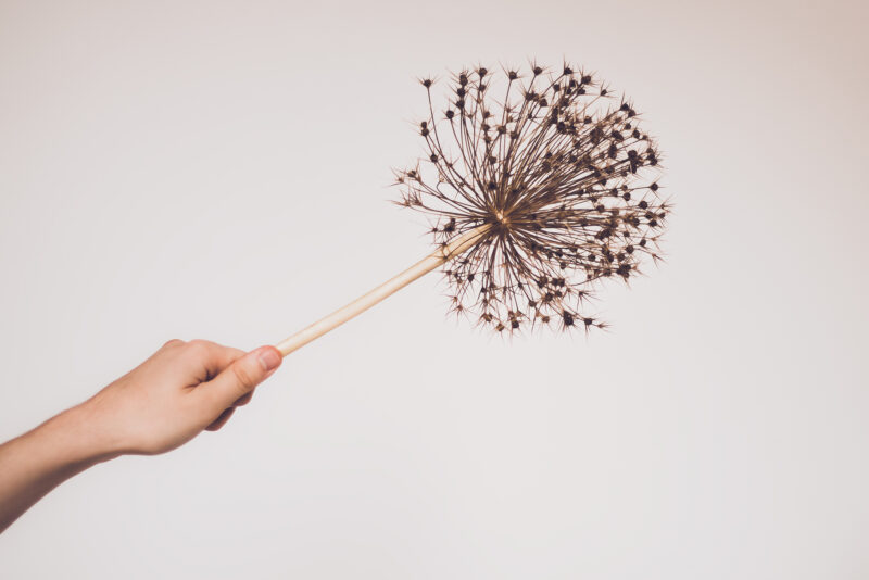 DIY: Drying Allium