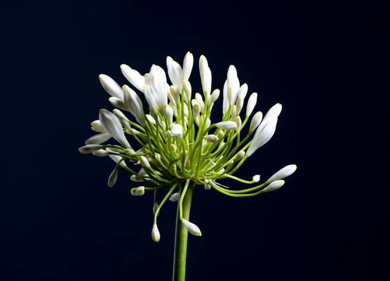 Agapanthus in the spotlight