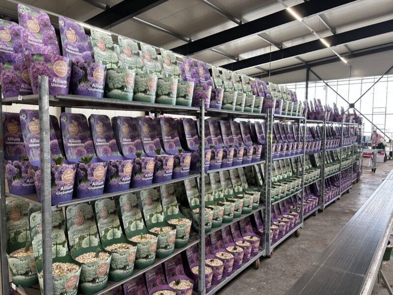 Streng Growers