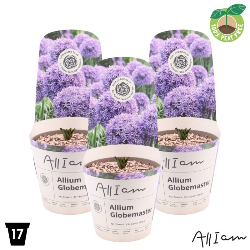 Allium Globemaster